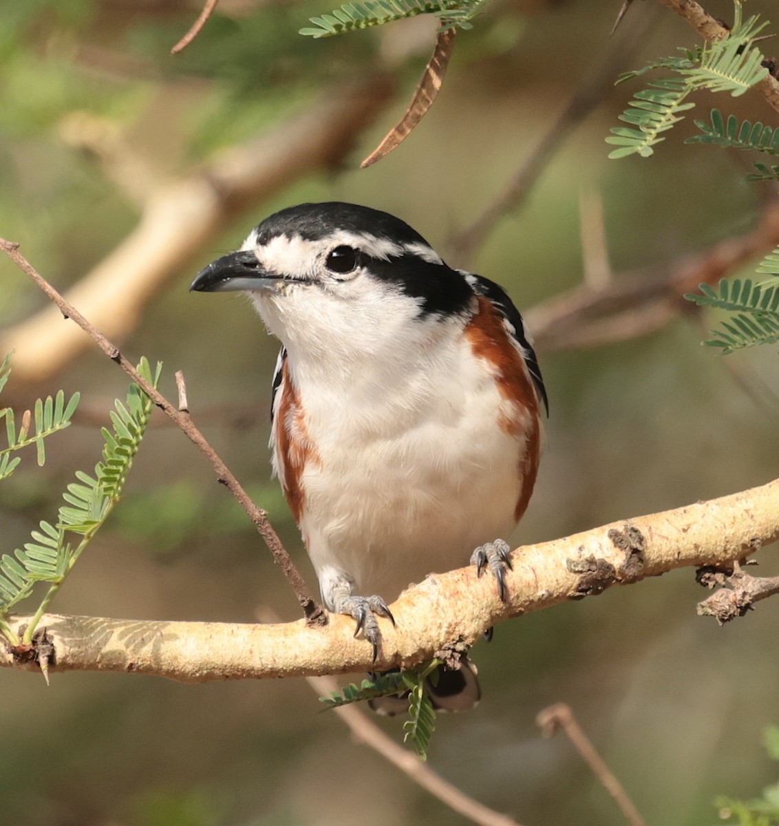 Brubru - ML649899334