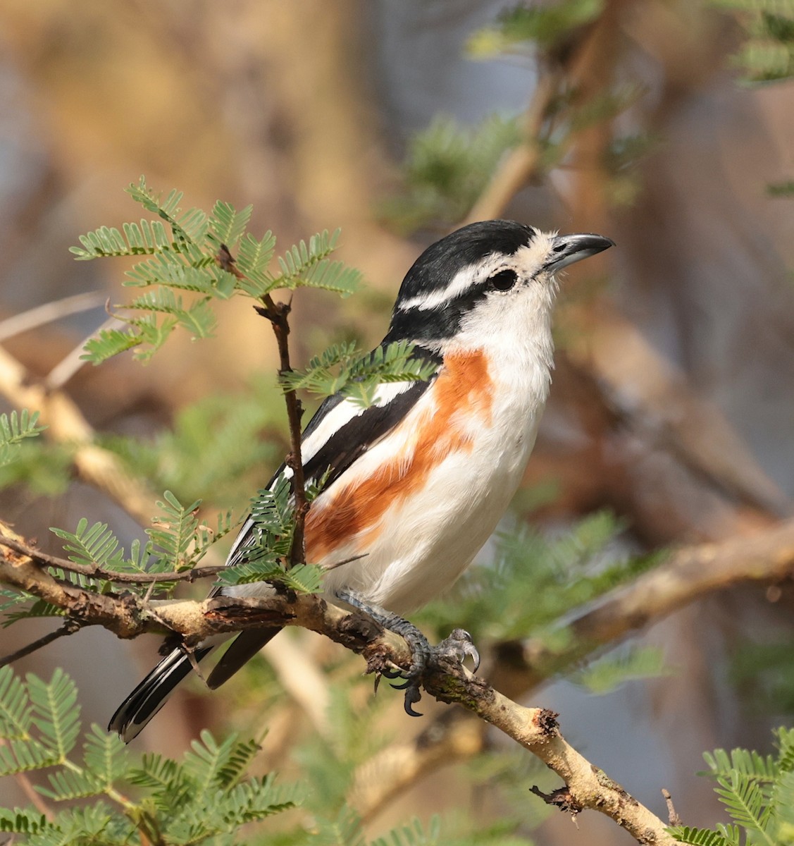 Brubru - ML649899335