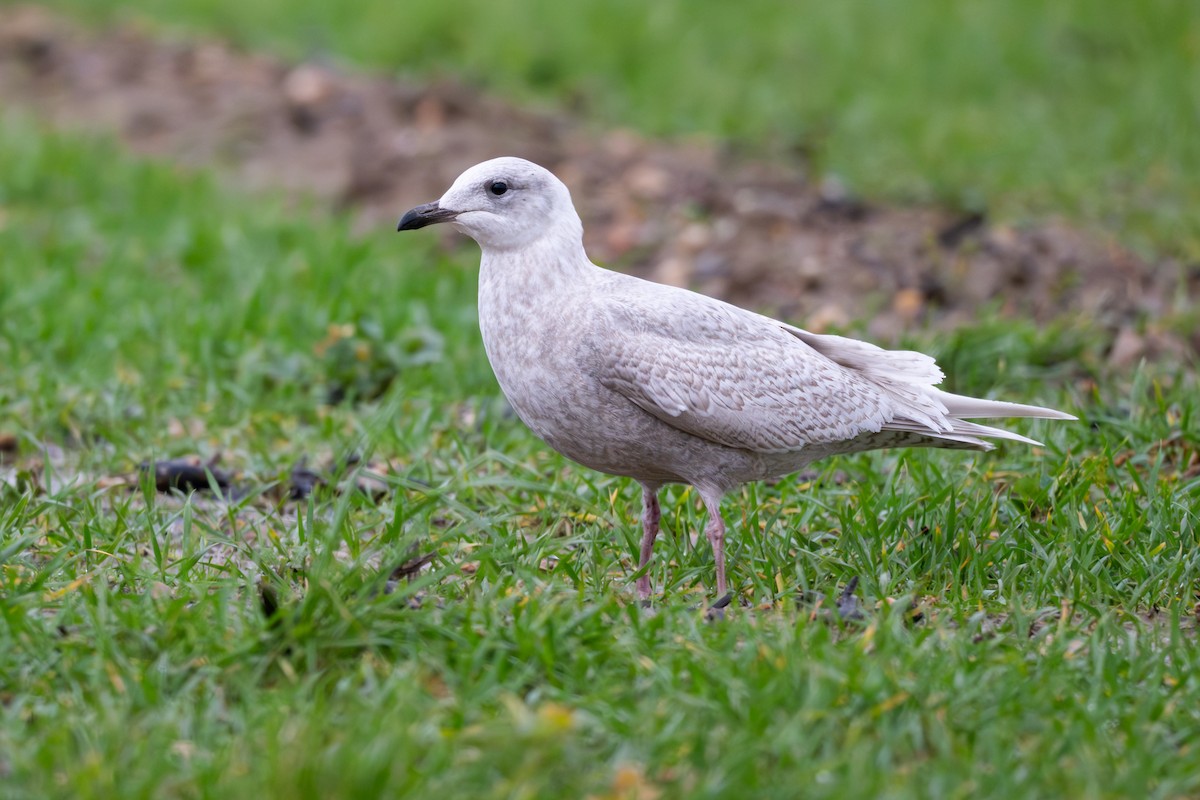 Iceland Gull (kumlieni) - ML649899394