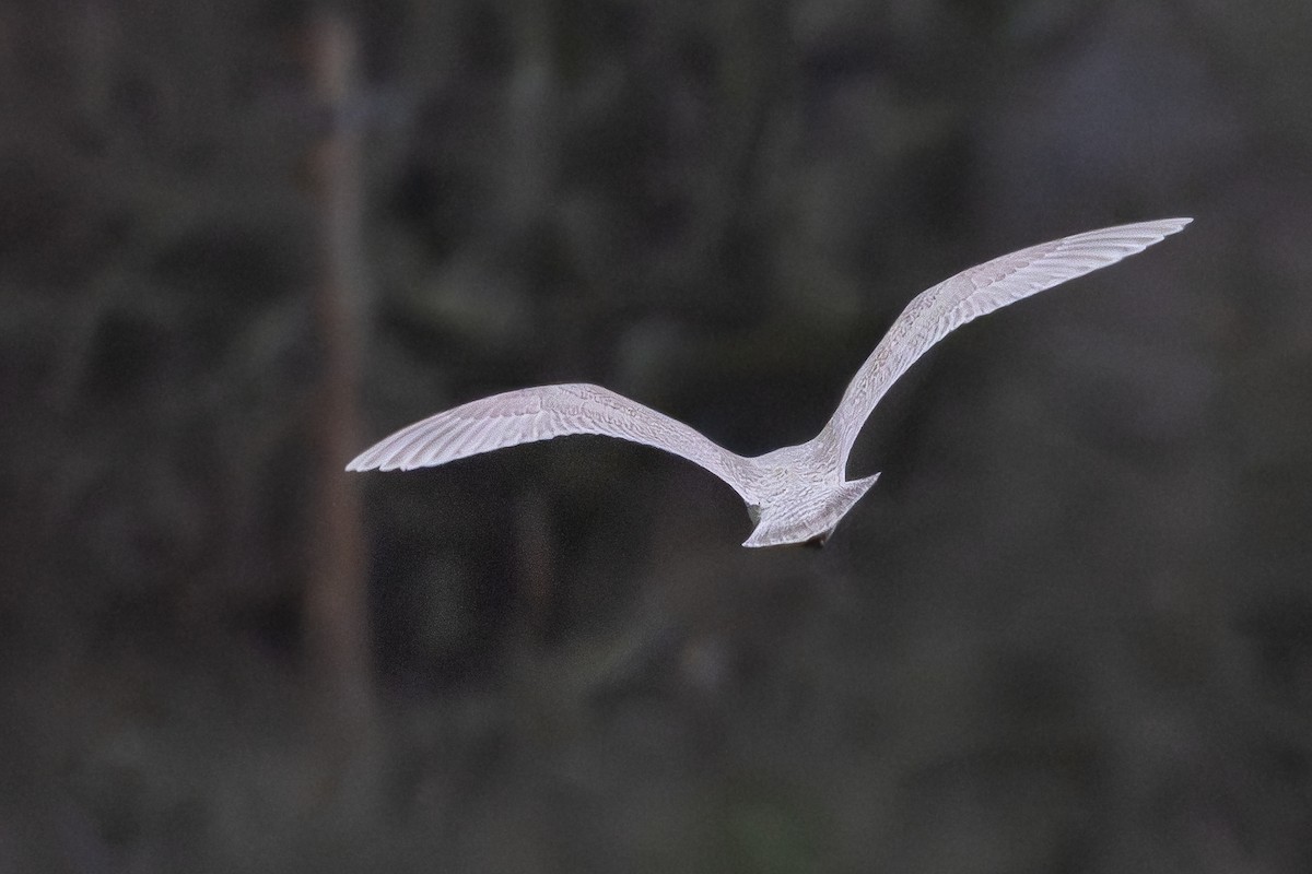 Iceland Gull (kumlieni) - ML649899472