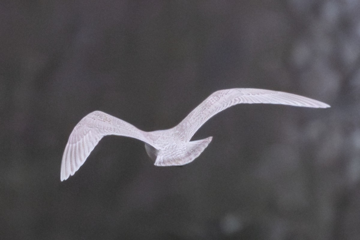 Iceland Gull (kumlieni) - ML649899527
