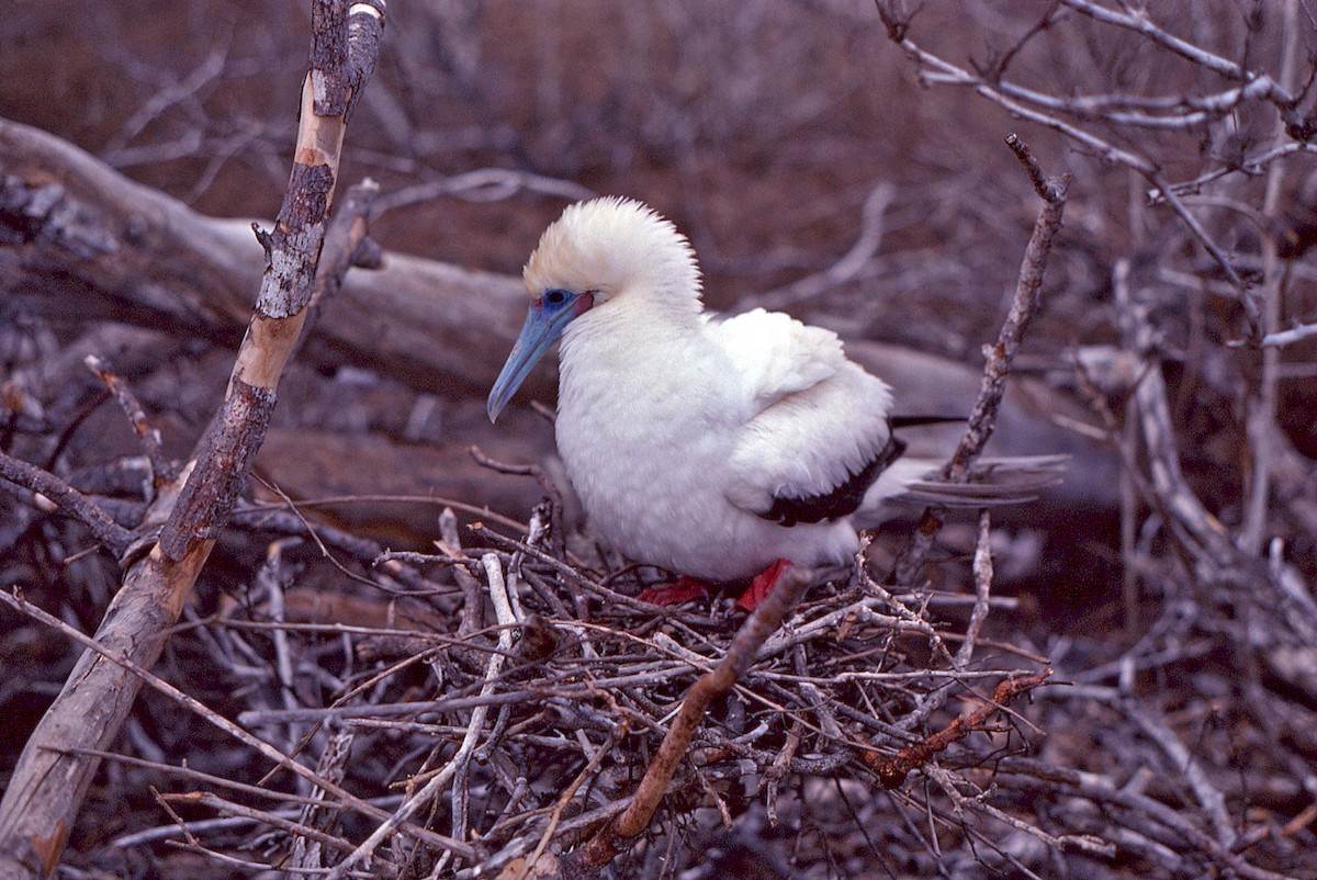 Сула червононога - ML649899778