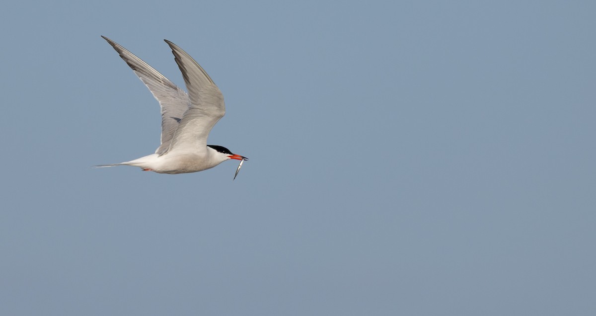 Common Tern - ML649900227