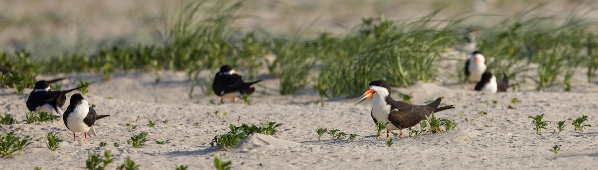 Black Skimmer - ML649900241