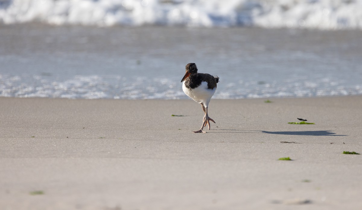 American Oystercatcher - ML649900260