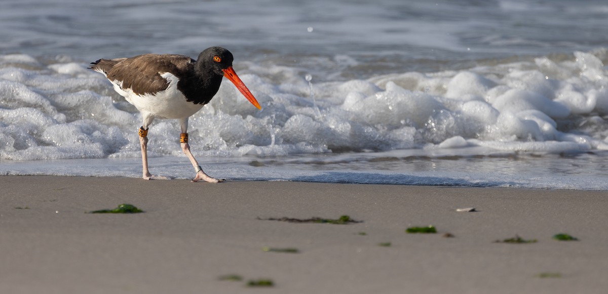 American Oystercatcher - ML649900261