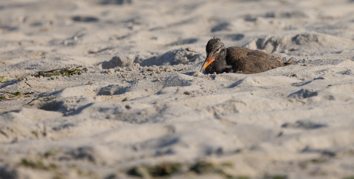 American Oystercatcher - ML649900262