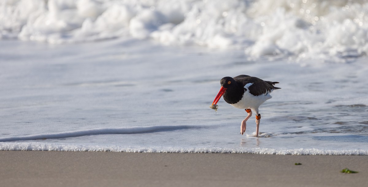 American Oystercatcher - ML649900264