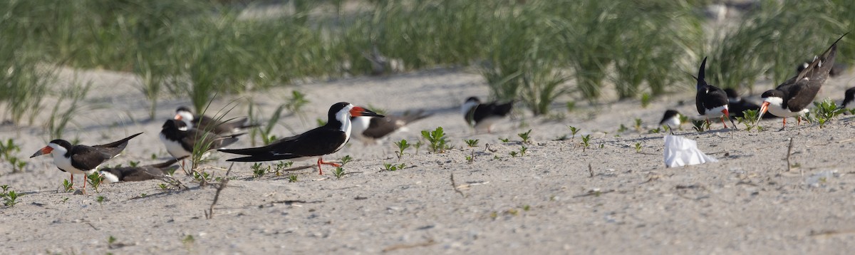 Black Skimmer - ML649900308