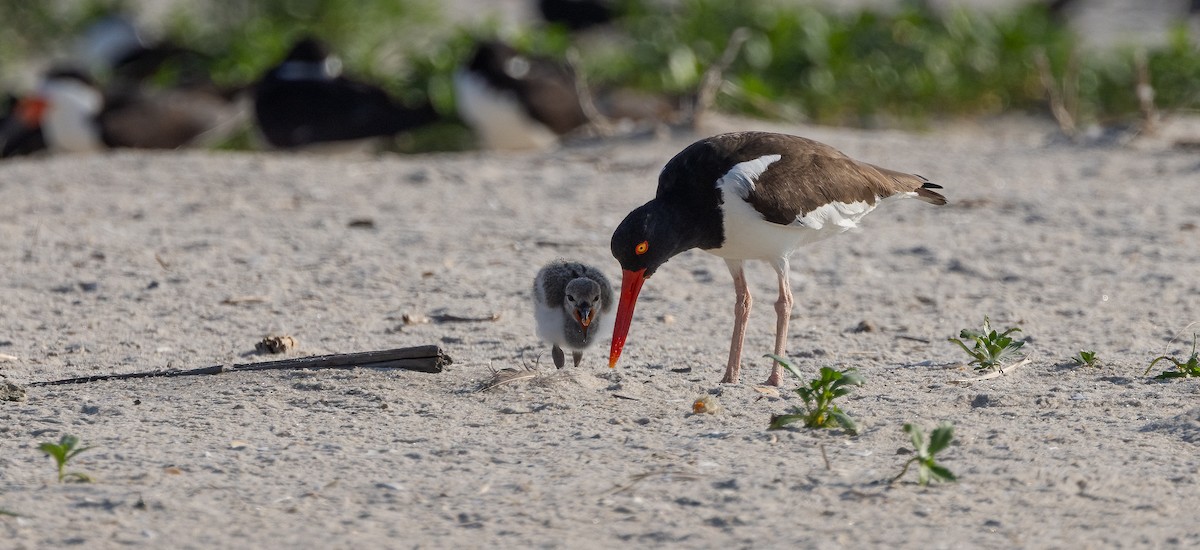 American Oystercatcher - ML649900314