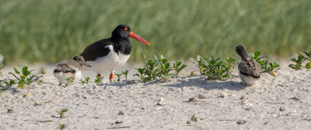 American Oystercatcher - ML649900328