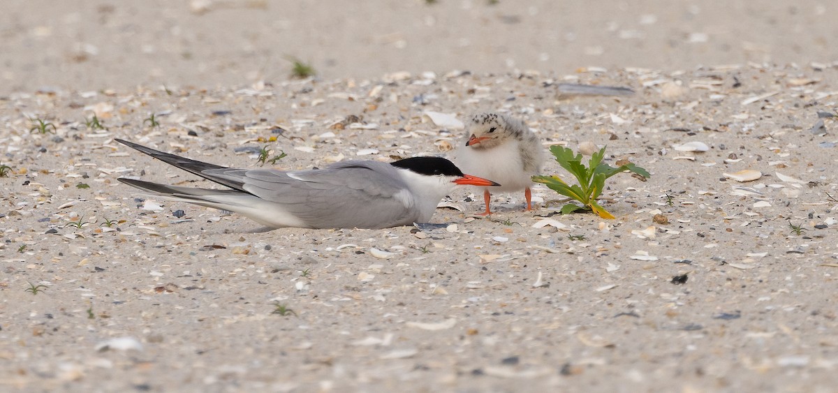 Common Tern - ML649900345