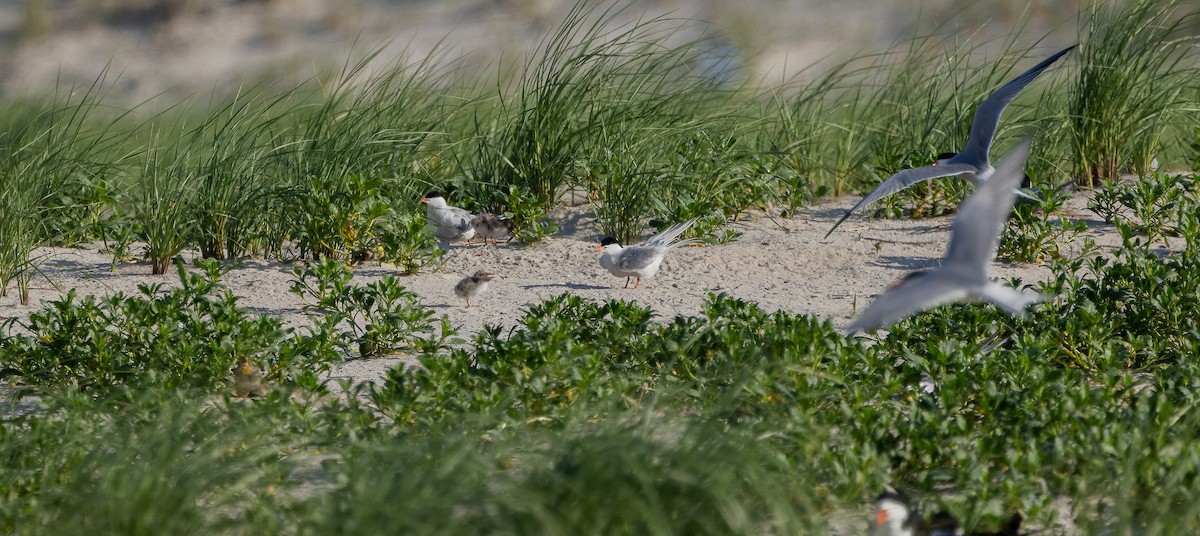Common Tern - ML649900346
