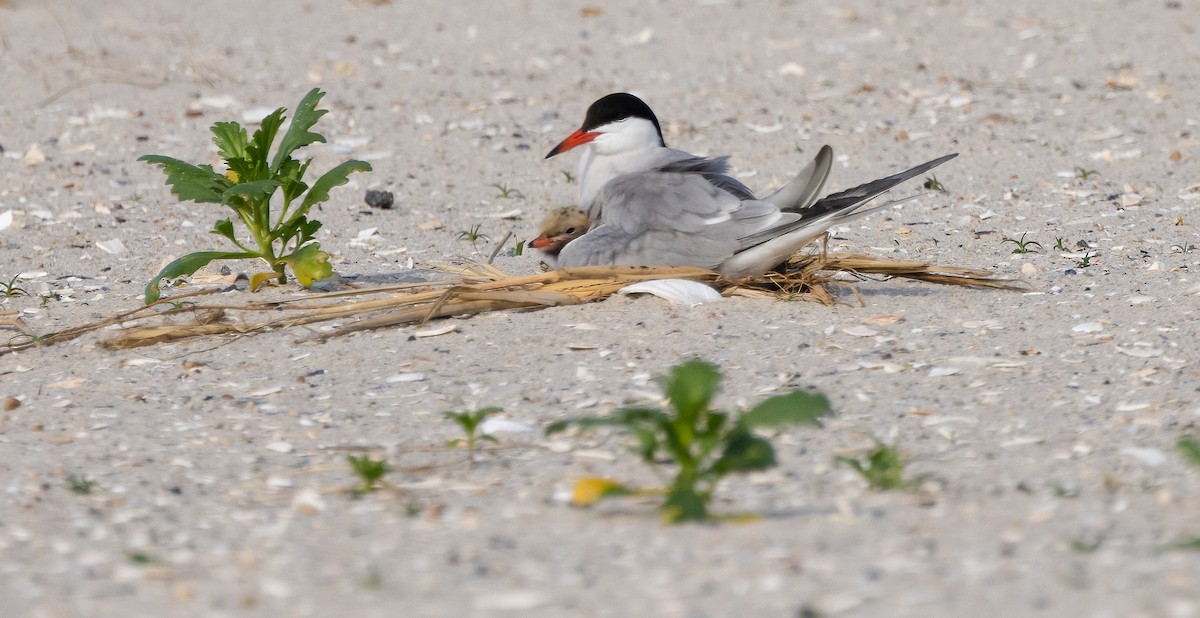 Common Tern - ML649900356