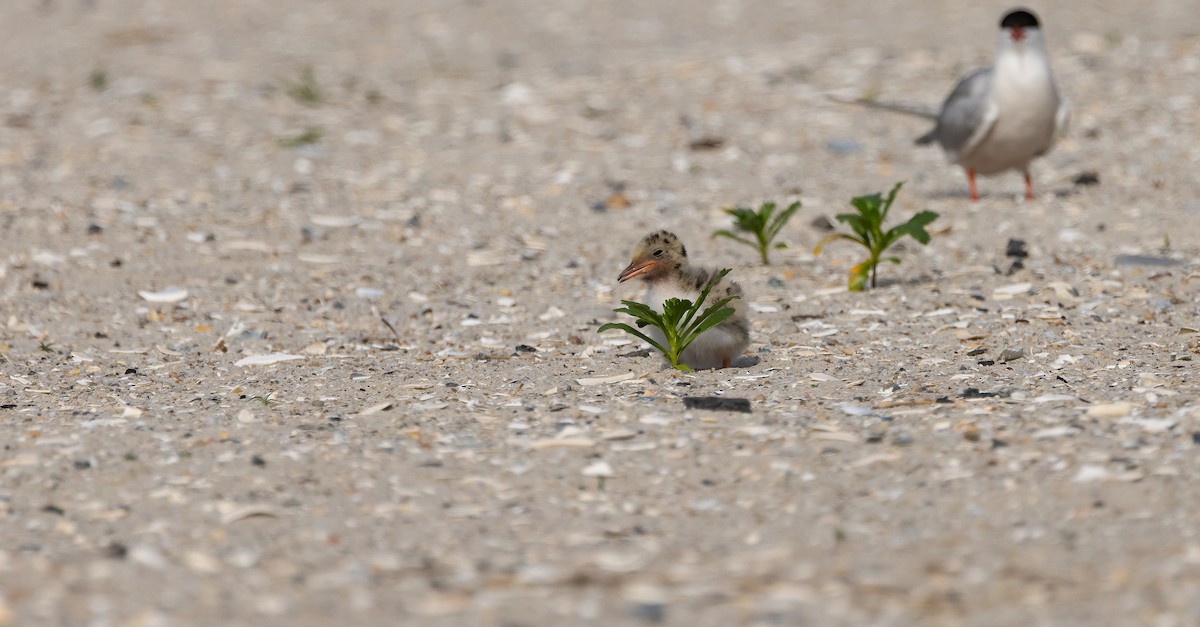Common Tern - ML649900357
