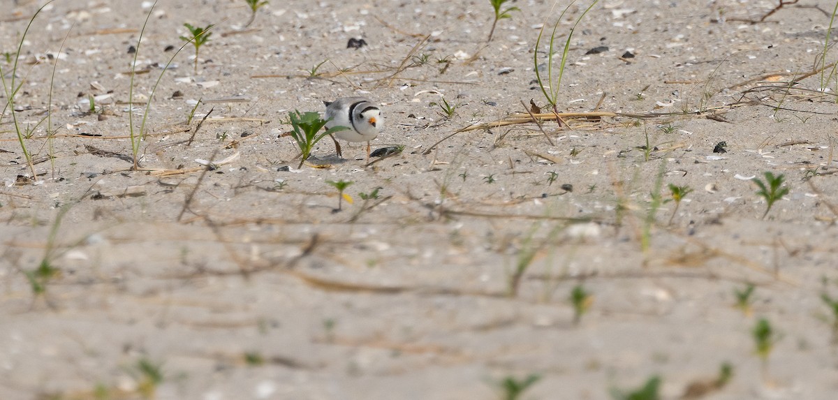 Piping Plover - ML649900361