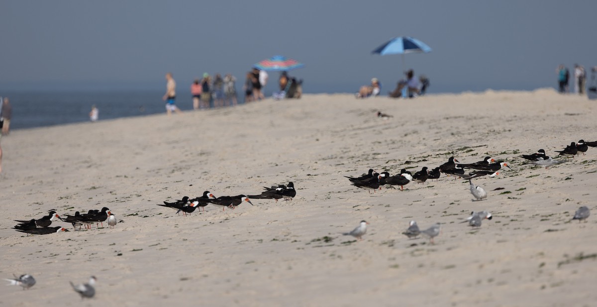 Black Skimmer - ML649900373