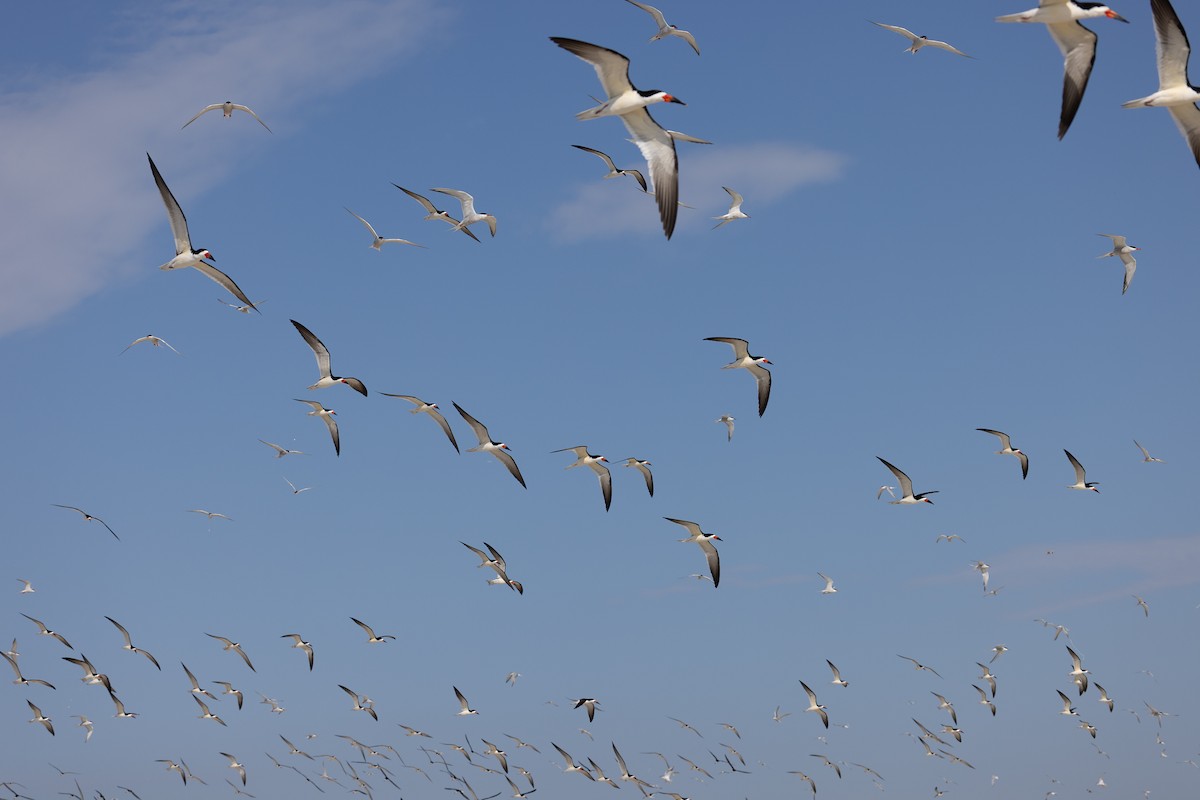 Black Skimmer - ML649900374