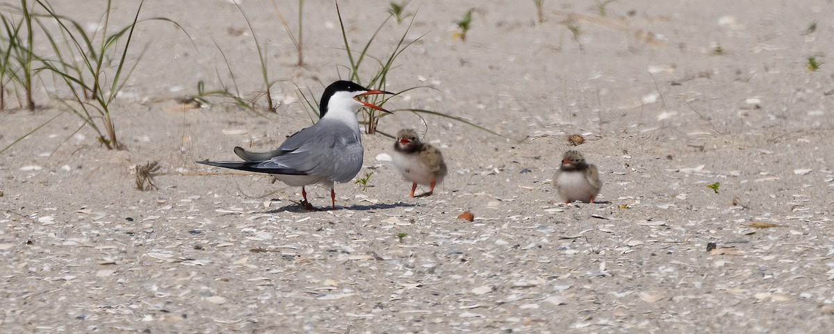 Common Tern - ML649900415