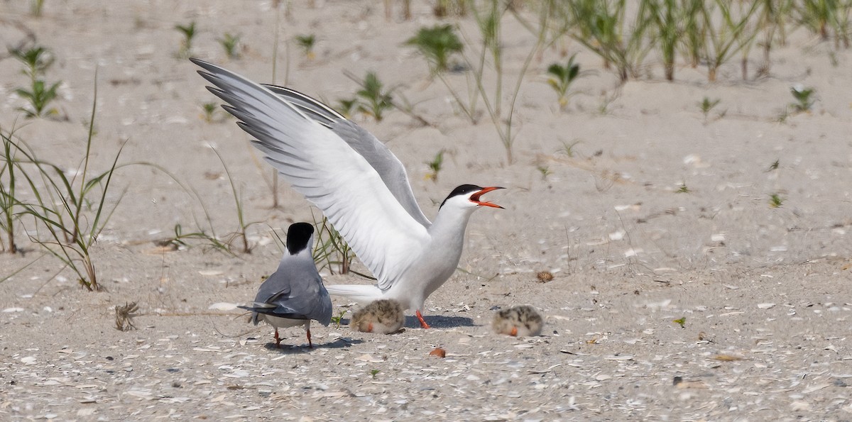 Common Tern - ML649900416