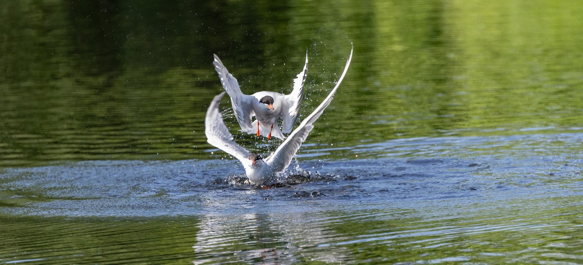 Common Tern - ML649900477