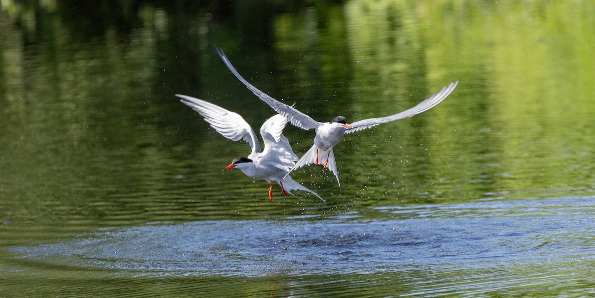 Common Tern - ML649900478