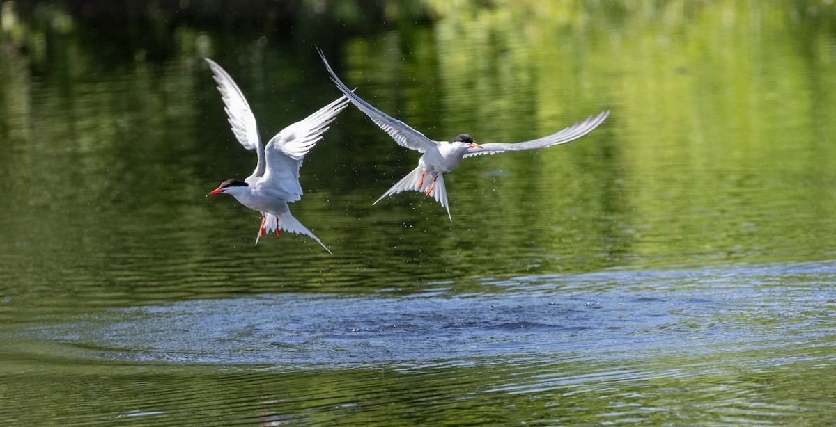 Common Tern - ML649900494