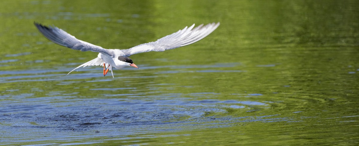 Common Tern - ML649900509