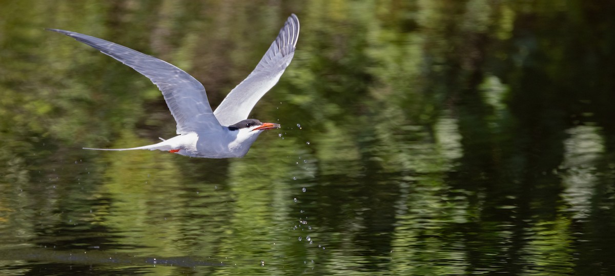 Common Tern - ML649900530