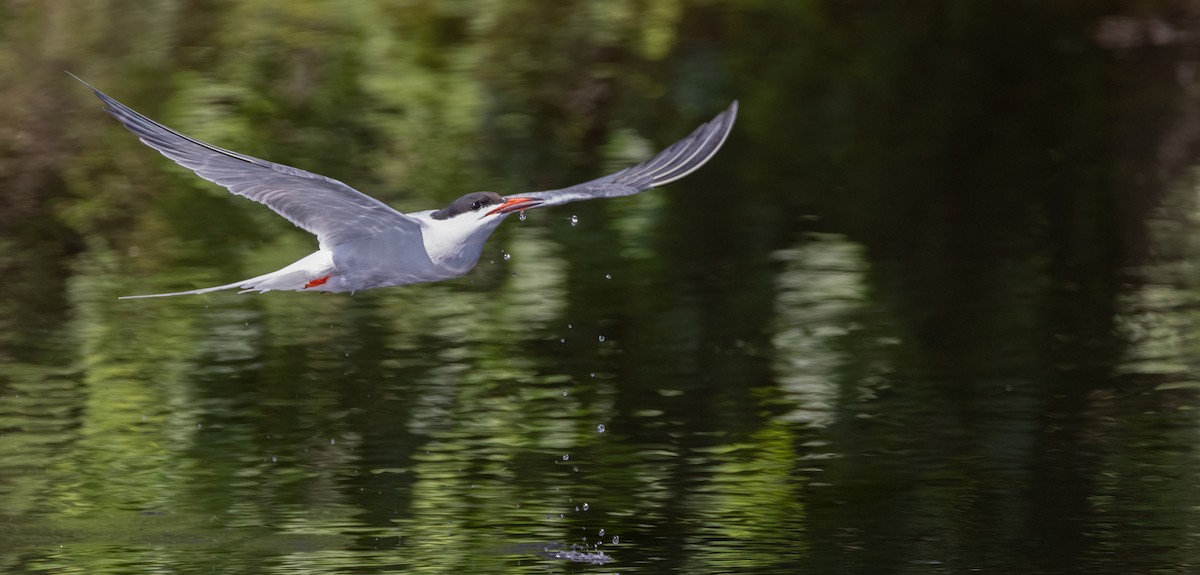 Common Tern - ML649900531