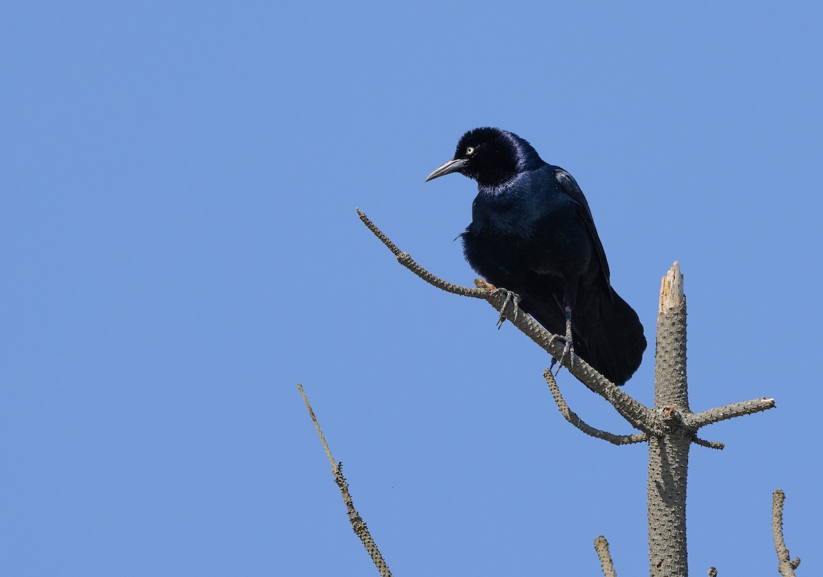 Boat-tailed Grackle - ML649900544