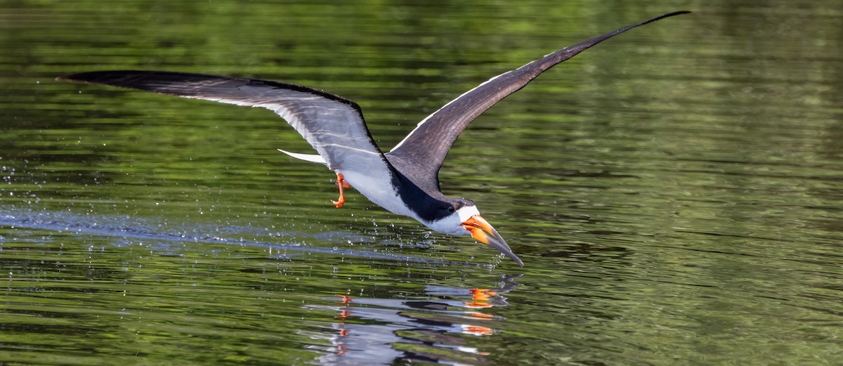 Black Skimmer - ML649900562