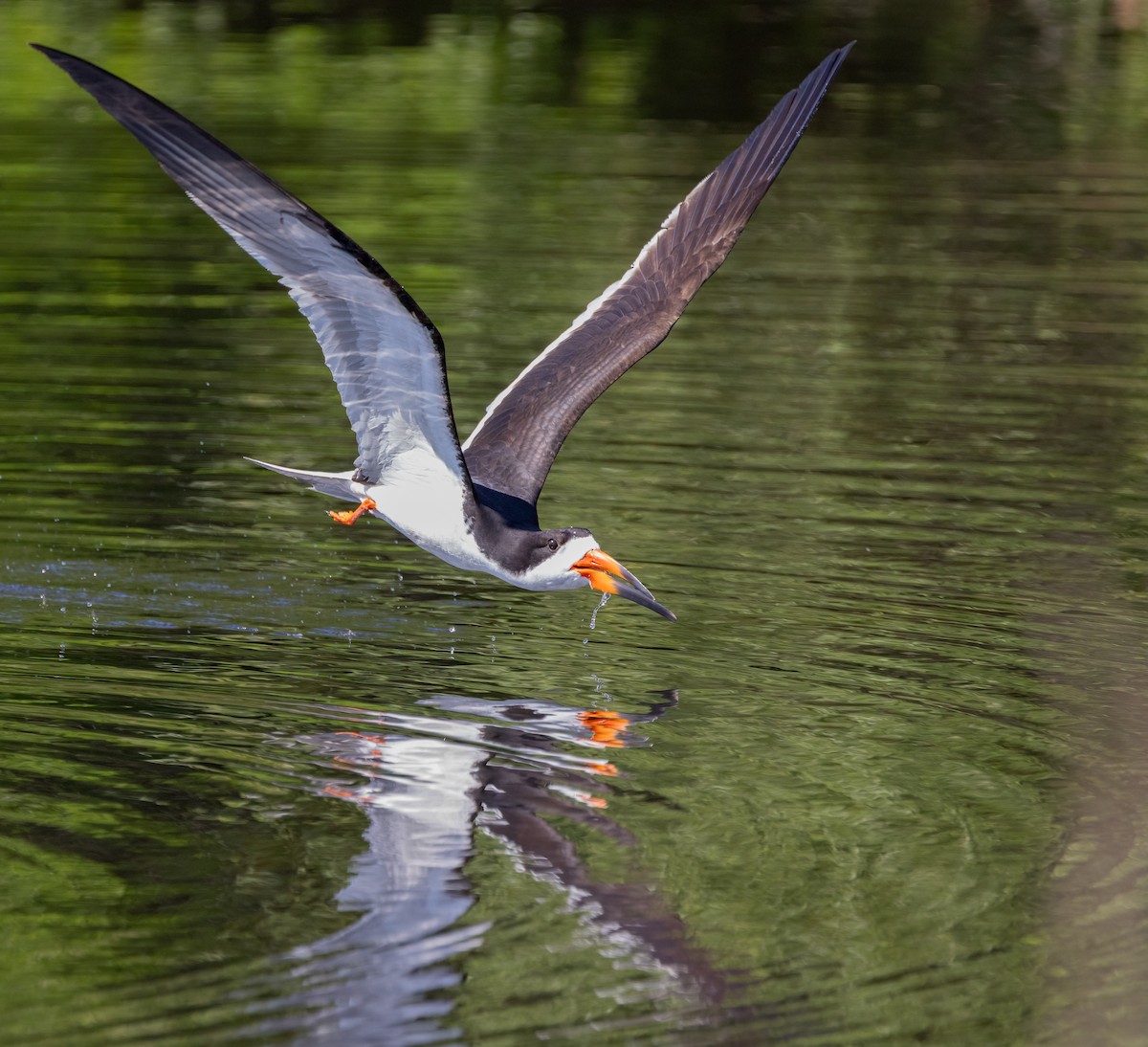 Black Skimmer - ML649900564