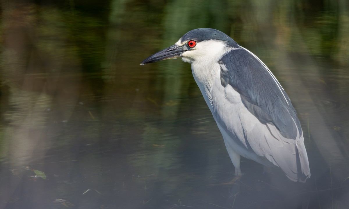 Black-crowned Night Heron - ML649900593