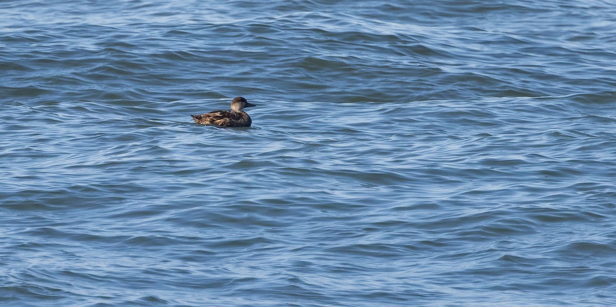 Black Scoter - ML649900635