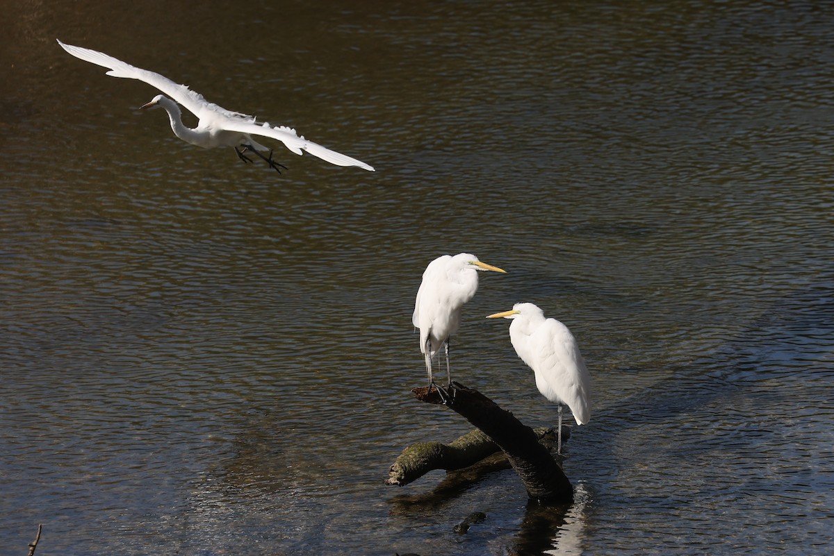Цасч дэглий - ML649901077