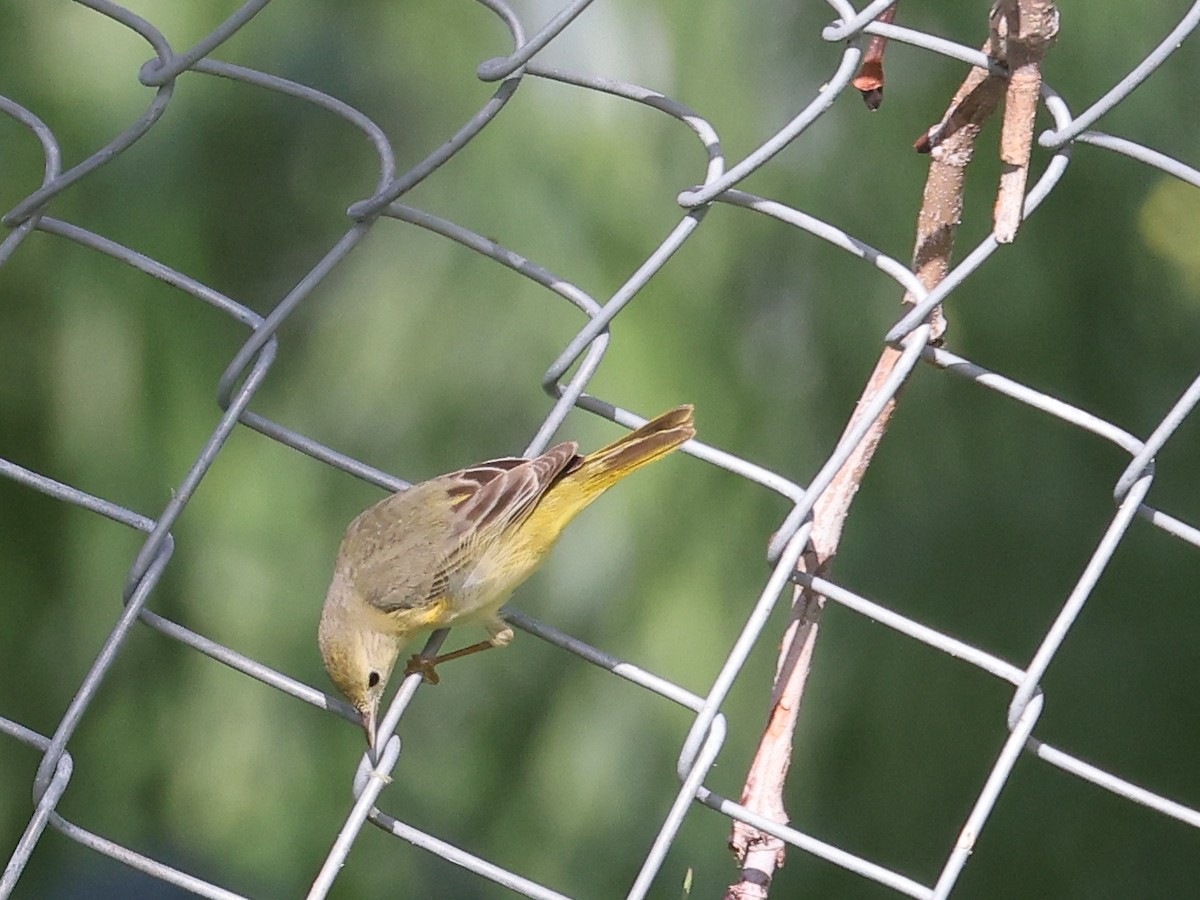 Northern Yellow Warbler - ML649901118