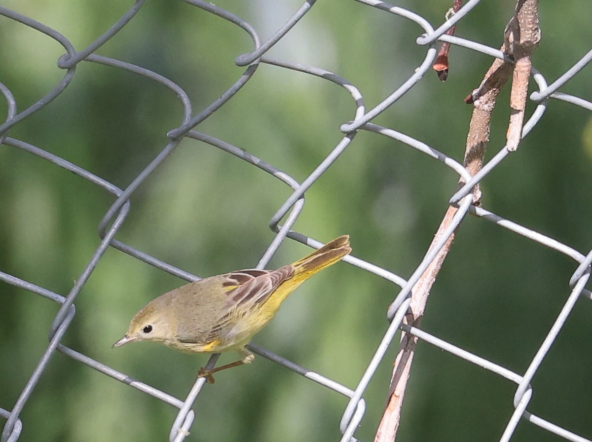 Northern Yellow Warbler - ML649901123