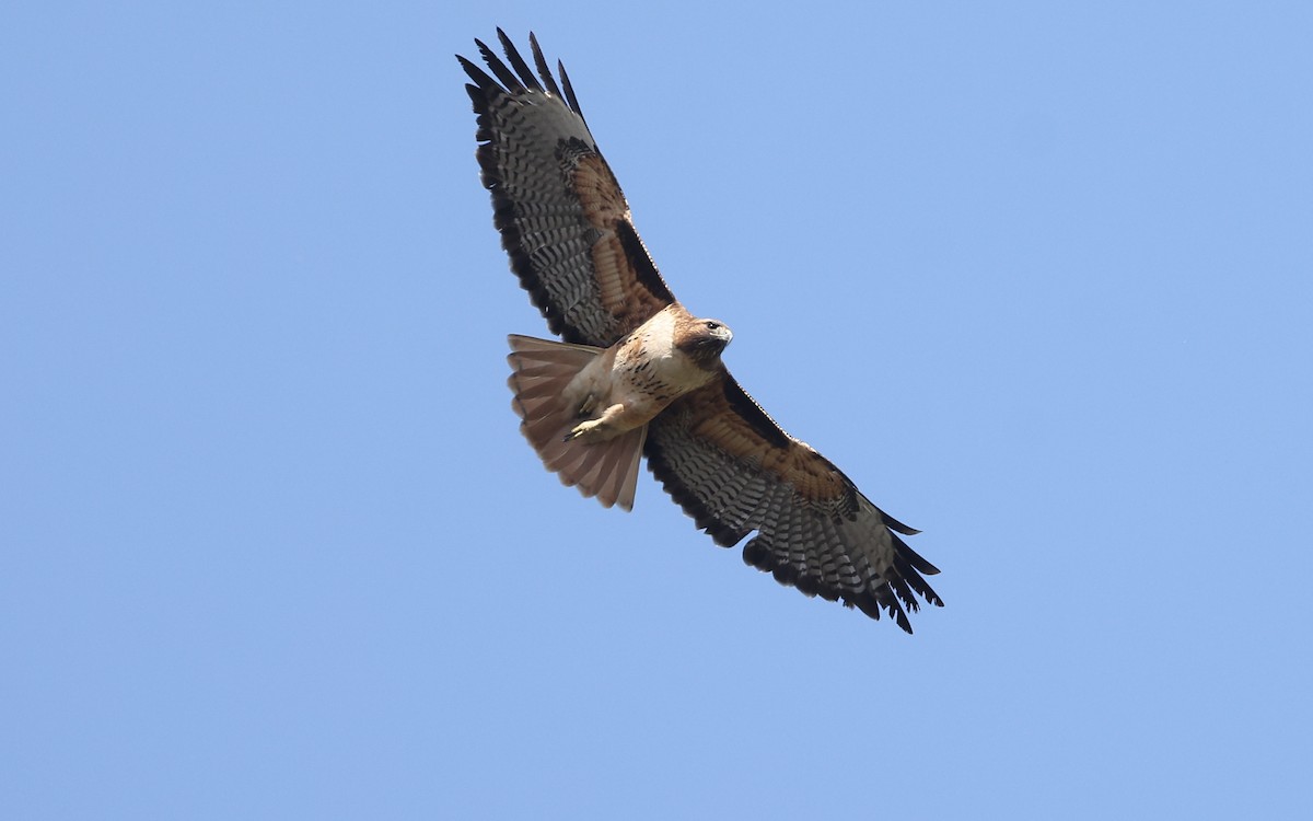 Red-tailed Hawk - ML649901153