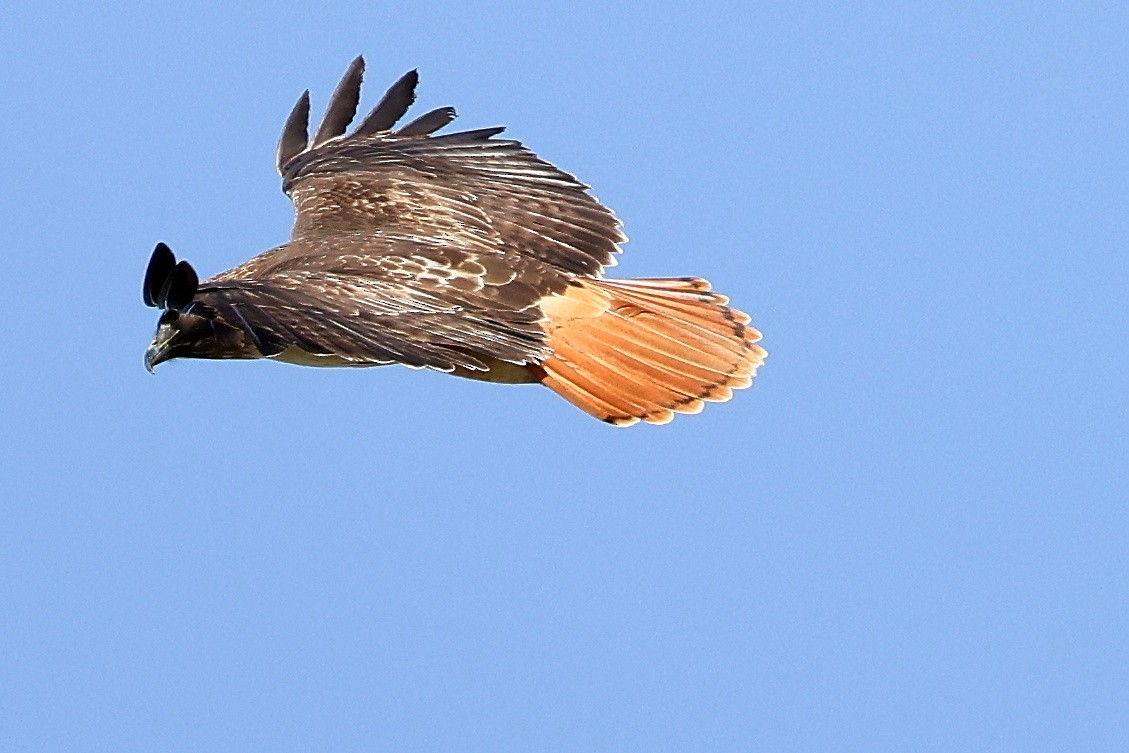 Red-tailed Hawk - ML649901154