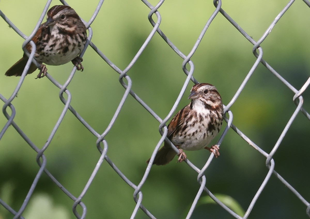Song Sparrow - ML649901191