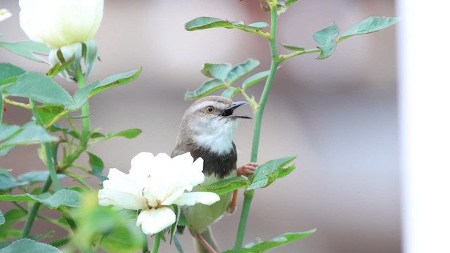 Black-chested Prinia - ML649902055