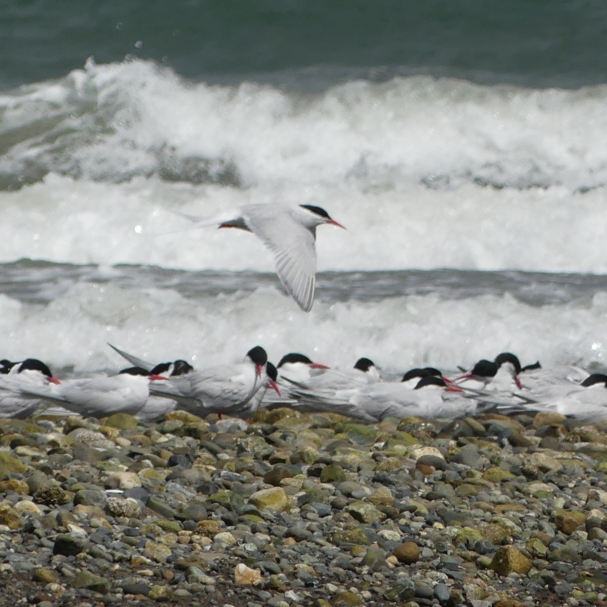 Falklandseeschwalbe - ML649902882