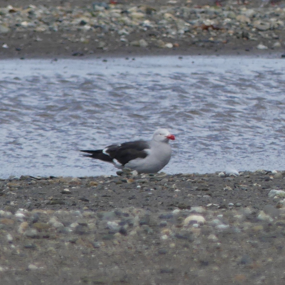 Blutschnabelmöwe - ML649902893