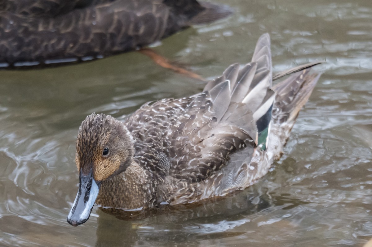 Northern Pintail - ML649903448