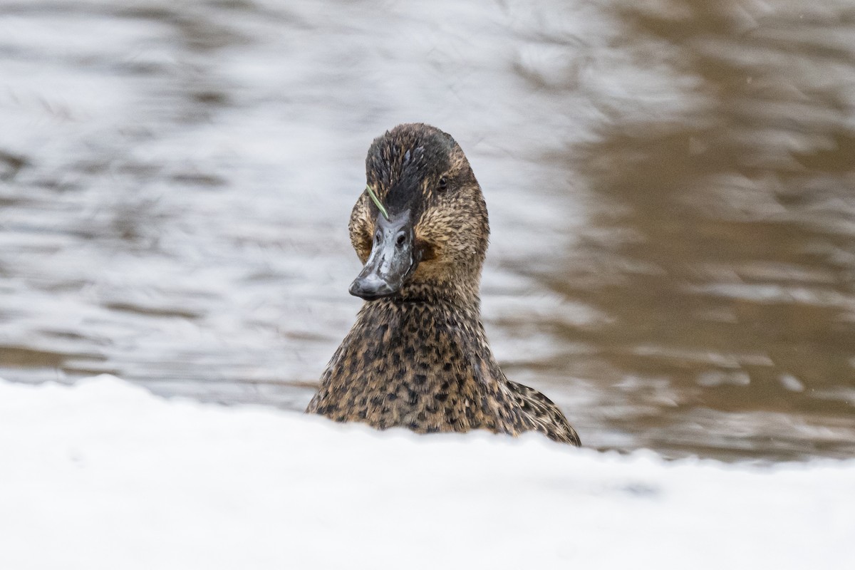 Green-winged Teal - ML649903690