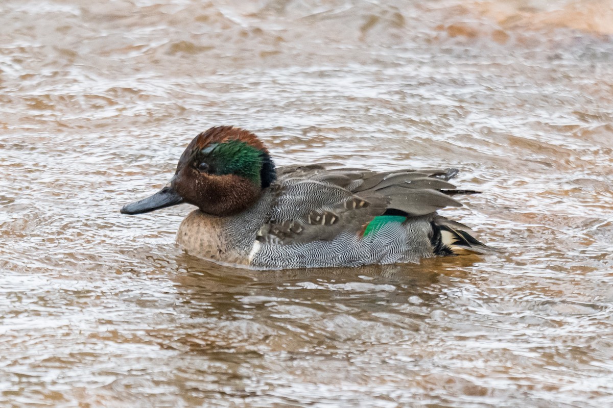 Green-winged Teal - ML649903691