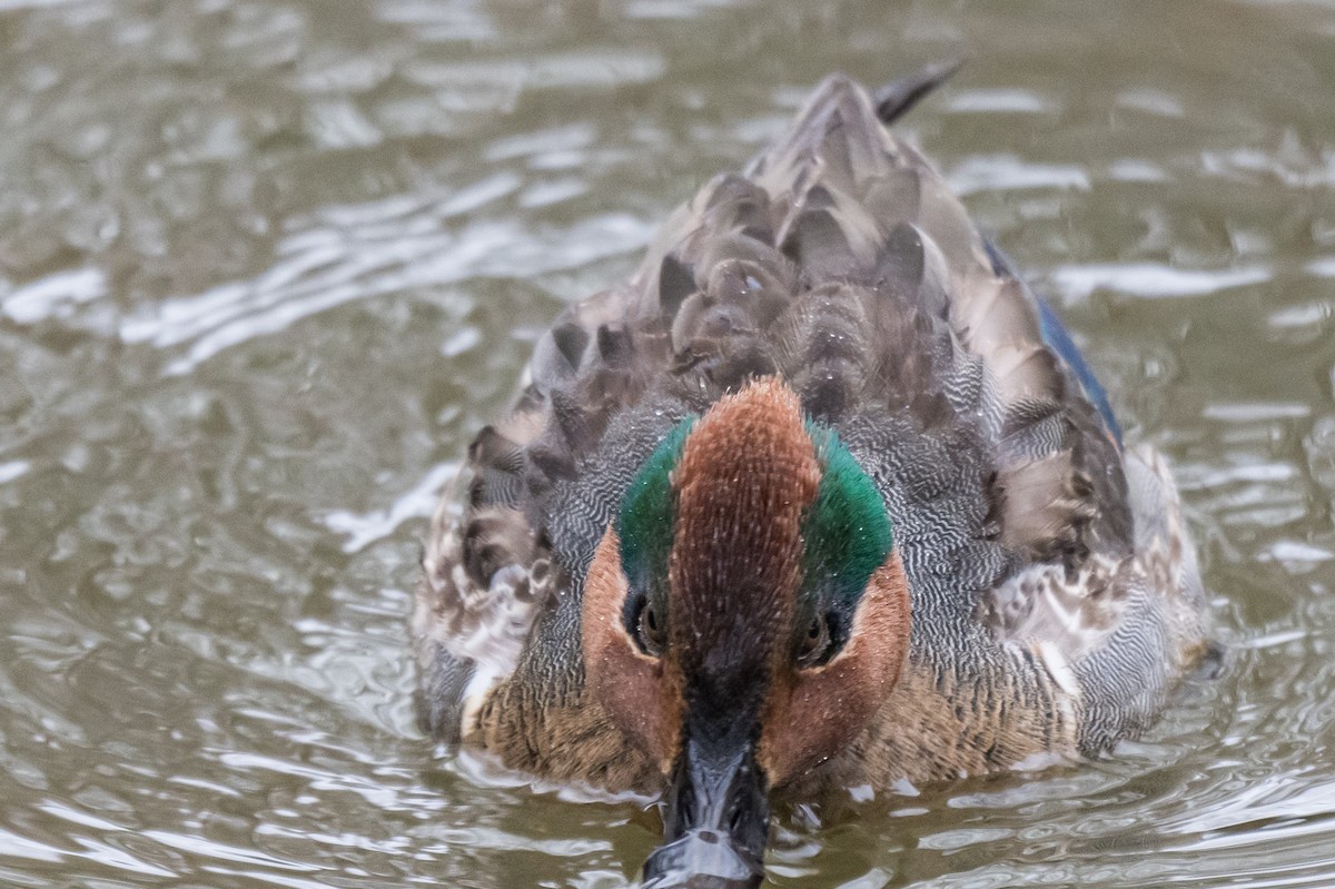 Green-winged Teal - ML649903692