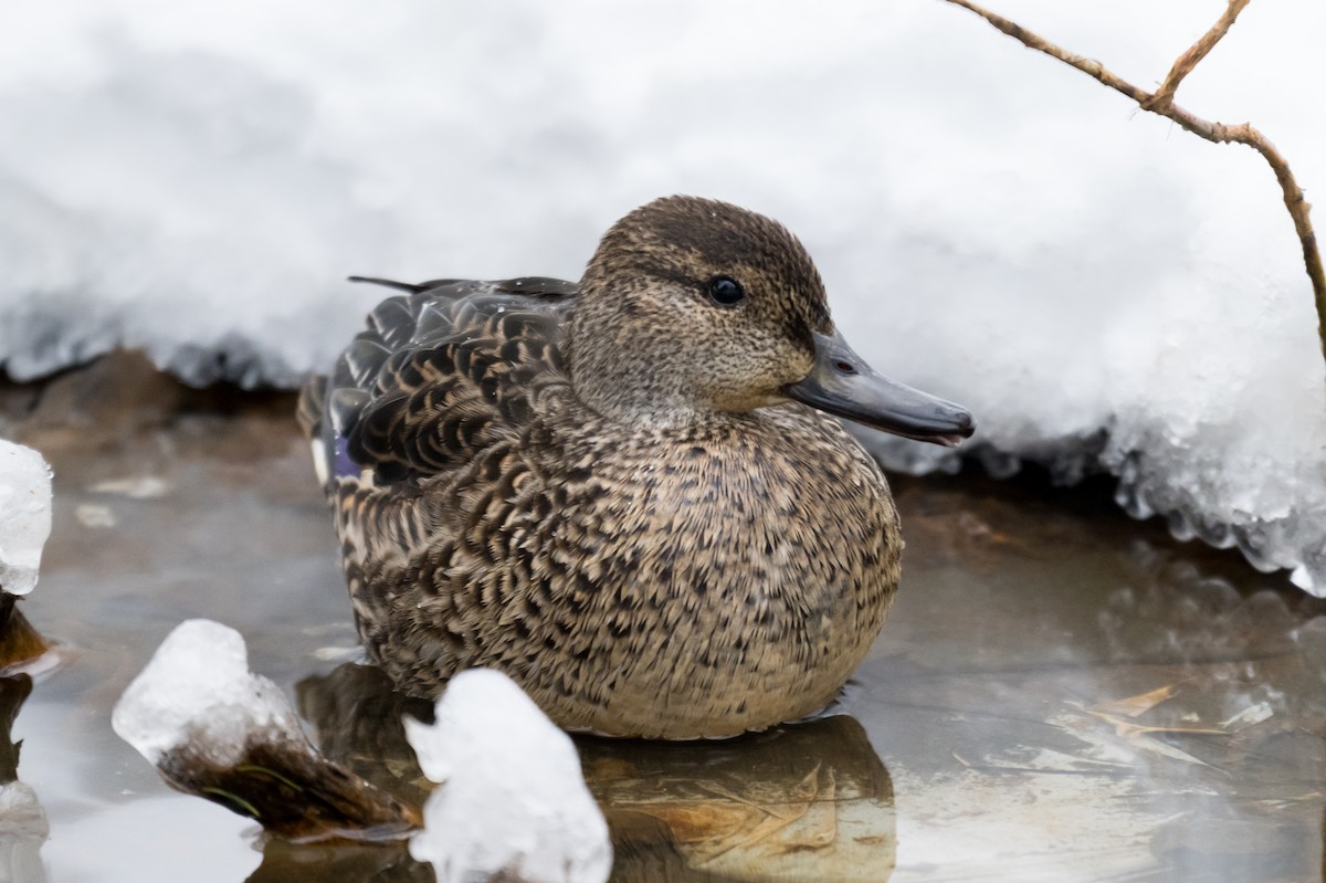Green-winged Teal - ML649903693