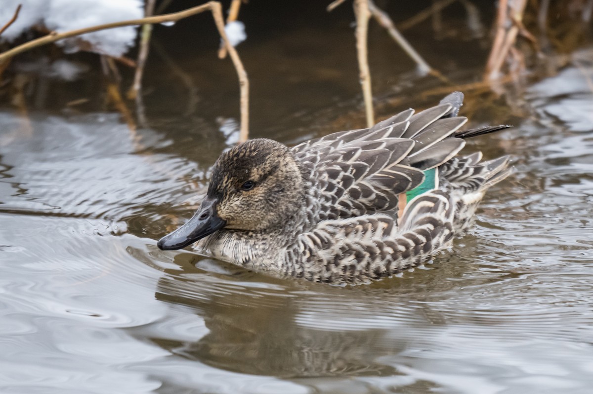 Green-winged Teal - ML649903694